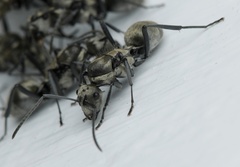 Polyrhachis cupreata