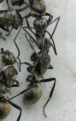 Polyrhachis cupreata