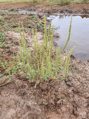 Amaranthus praetermissus