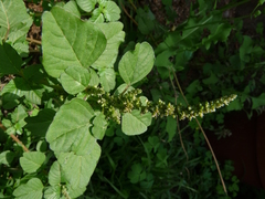 Amaranthus thunbergii