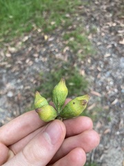 Eucalyptus planchoniana
