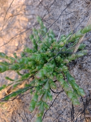 Tecticornia arbuscula