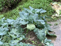 Brassica oleracea gongylodes