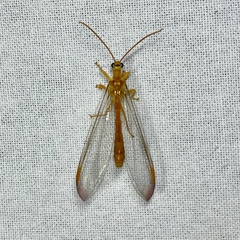 Nymphes aperta