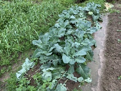 Brassica oleracea gongylodes