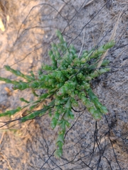 Tecticornia arbuscula