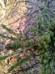 Tecticornia arbuscula