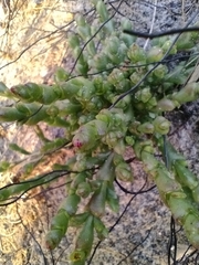 Tecticornia arbuscula