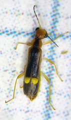 Malthinus occipitalis