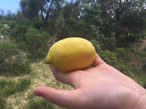 Citrus paradisi iNat (1)