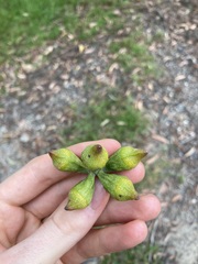 Eucalyptus planchoniana