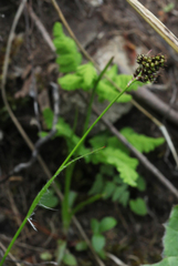 Luzula stenophylla