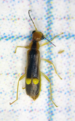 Malthinus occipitalis