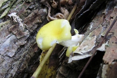 Pleurotus citrinopileatus image