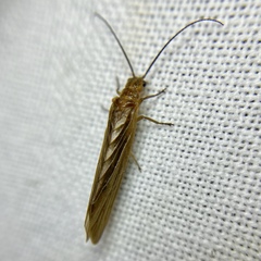 Stenosialis australiensis