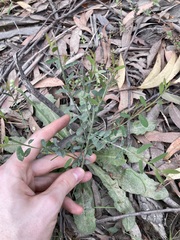Bossiaea heterophylla