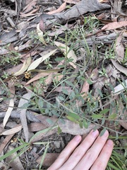 Bossiaea heterophylla