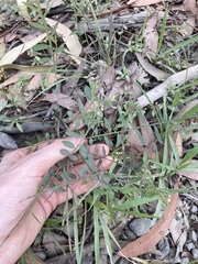 Bossiaea heterophylla