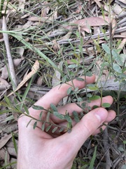 Bossiaea heterophylla