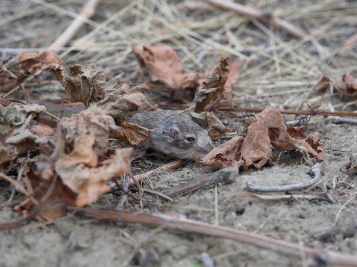 Great Basin Pocket Mouse