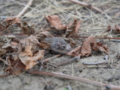 Perognathus parvus