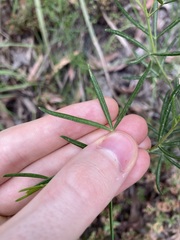 Zieria laxiflora