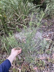 Zieria laxiflora