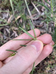 Zieria laxiflora