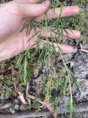 Zieria laxiflora
