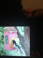 Pheucticus ludovicianus