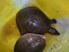 Lissemys scutata