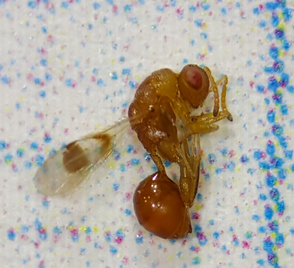 Sycophila texana