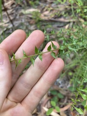Daviesia umbellulata