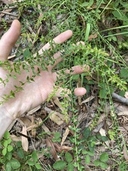 Daviesia umbellulata
