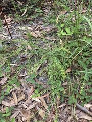 Daviesia umbellulata