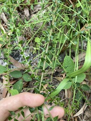 Daviesia umbellulata