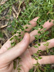 Daviesia umbellulata
