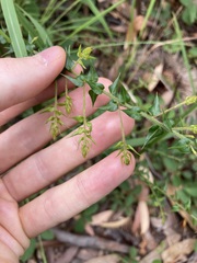Daviesia umbellulata