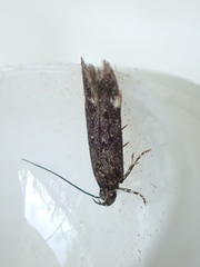 Bryotropha
