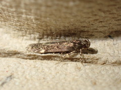 Bryotropha