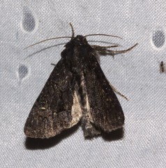 Apamea impulsa