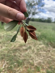 Combretum hereroense