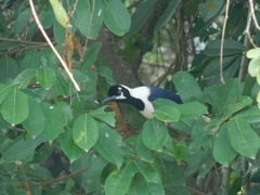 Cyanocorax mystacalis