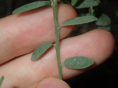 Bossiaea heterophylla