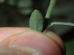 Bossiaea heterophylla