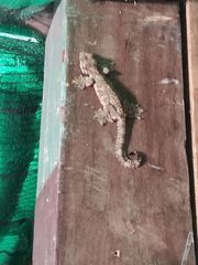 Gekko lionotum