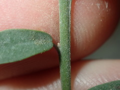 Bossiaea heterophylla