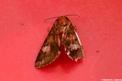 Melipotis famelica