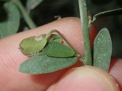 Bossiaea heterophylla