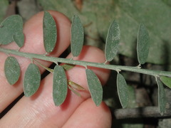 Bossiaea heterophylla